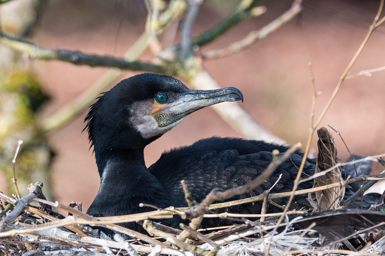 Nikon D500 sample photo. Cormorant photography