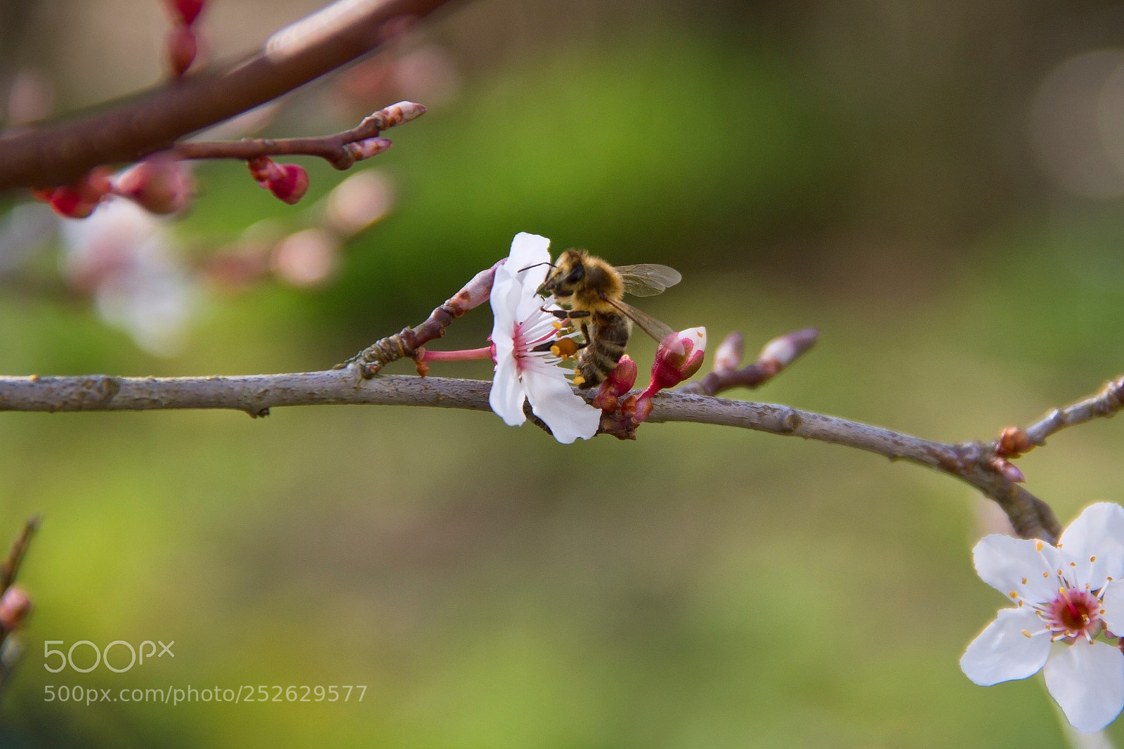 Canon EOS 7D sample photo. Spring photography