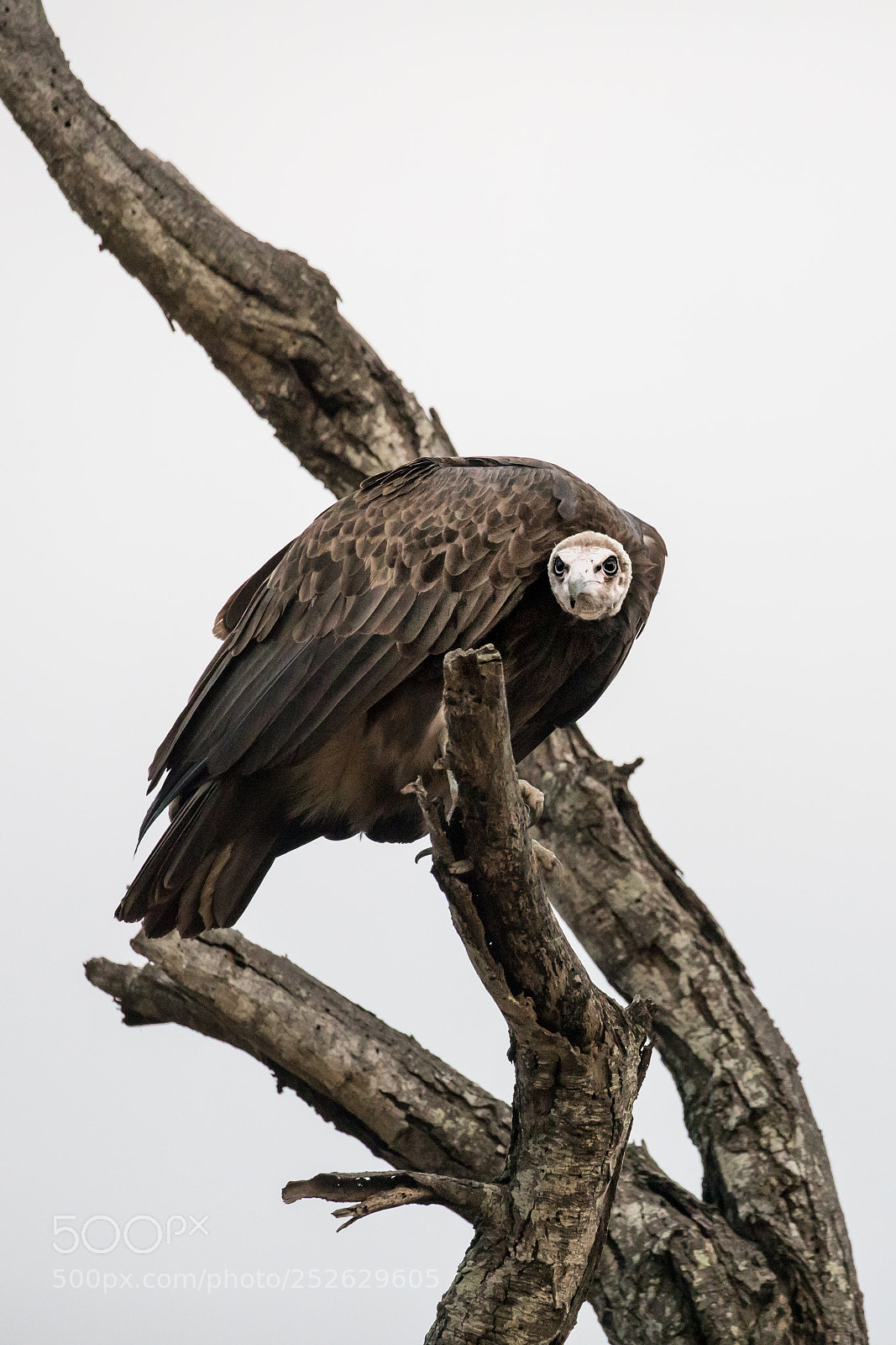Canon EOS 5D Mark IV sample photo. Misunderstood beauty of vultures photography
