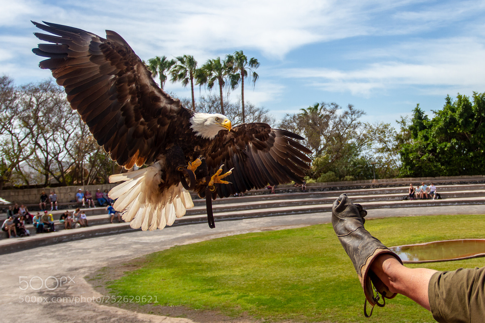 Canon EOS 7D sample photo. Eagle landing photography