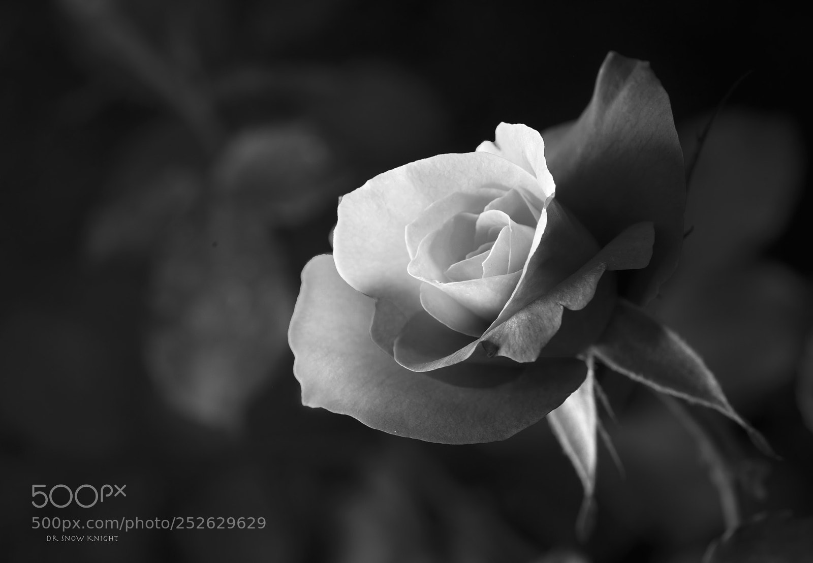 Nikon D810 sample photo. 11.jpg photography