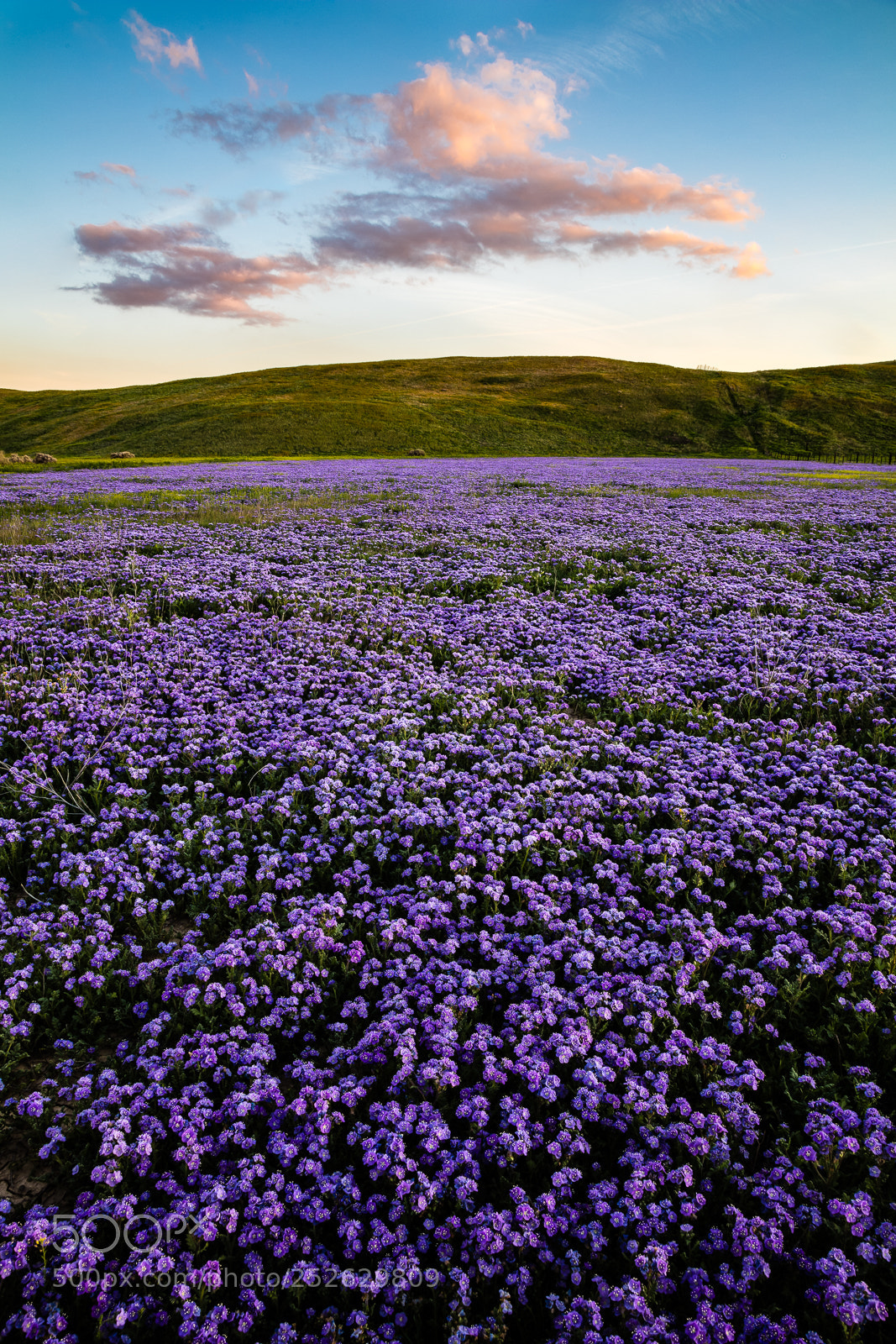 Canon EOS 5DS R sample photo. Last light over phacelia photography