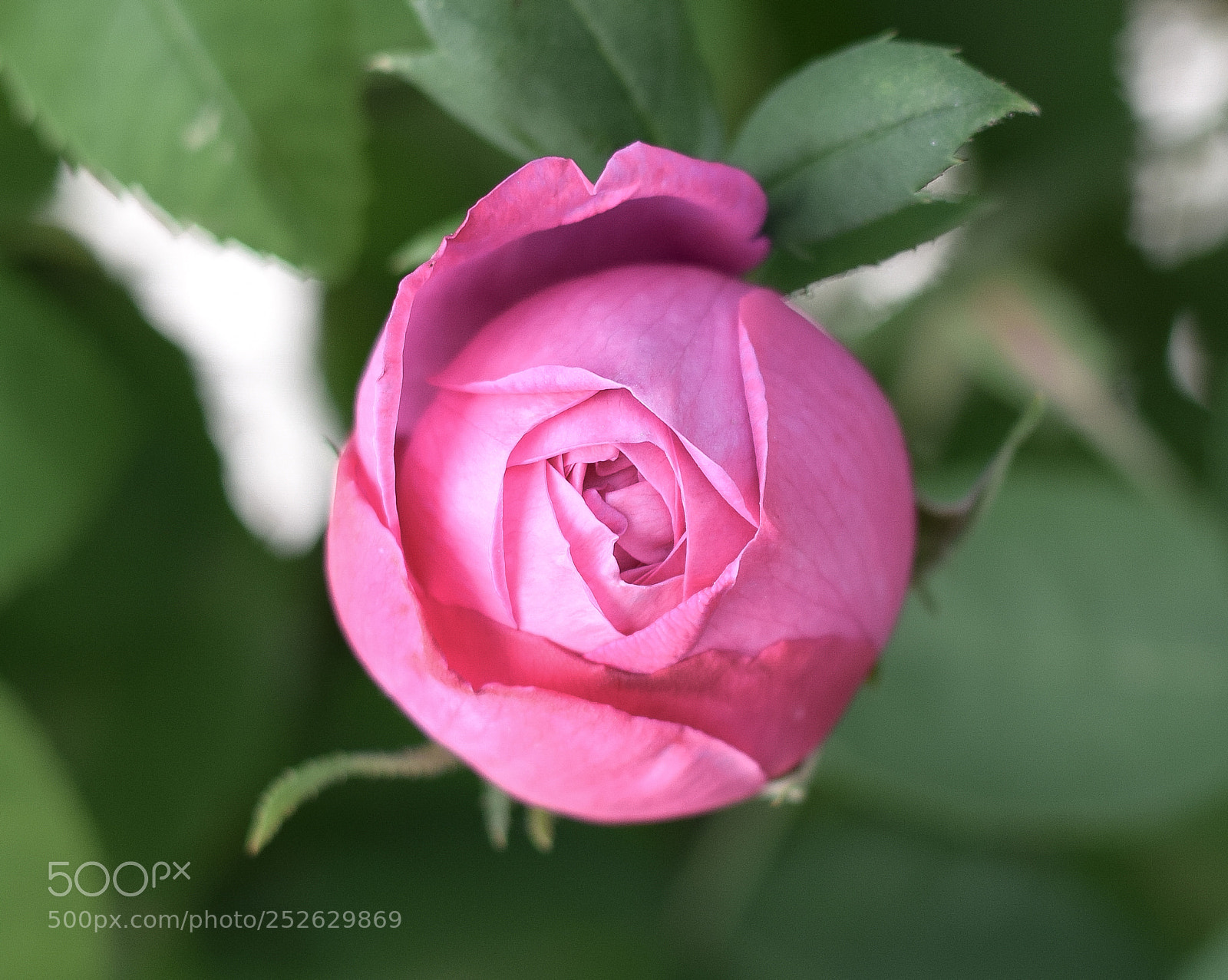 Nikon D5300 sample photo. Rose opening photography