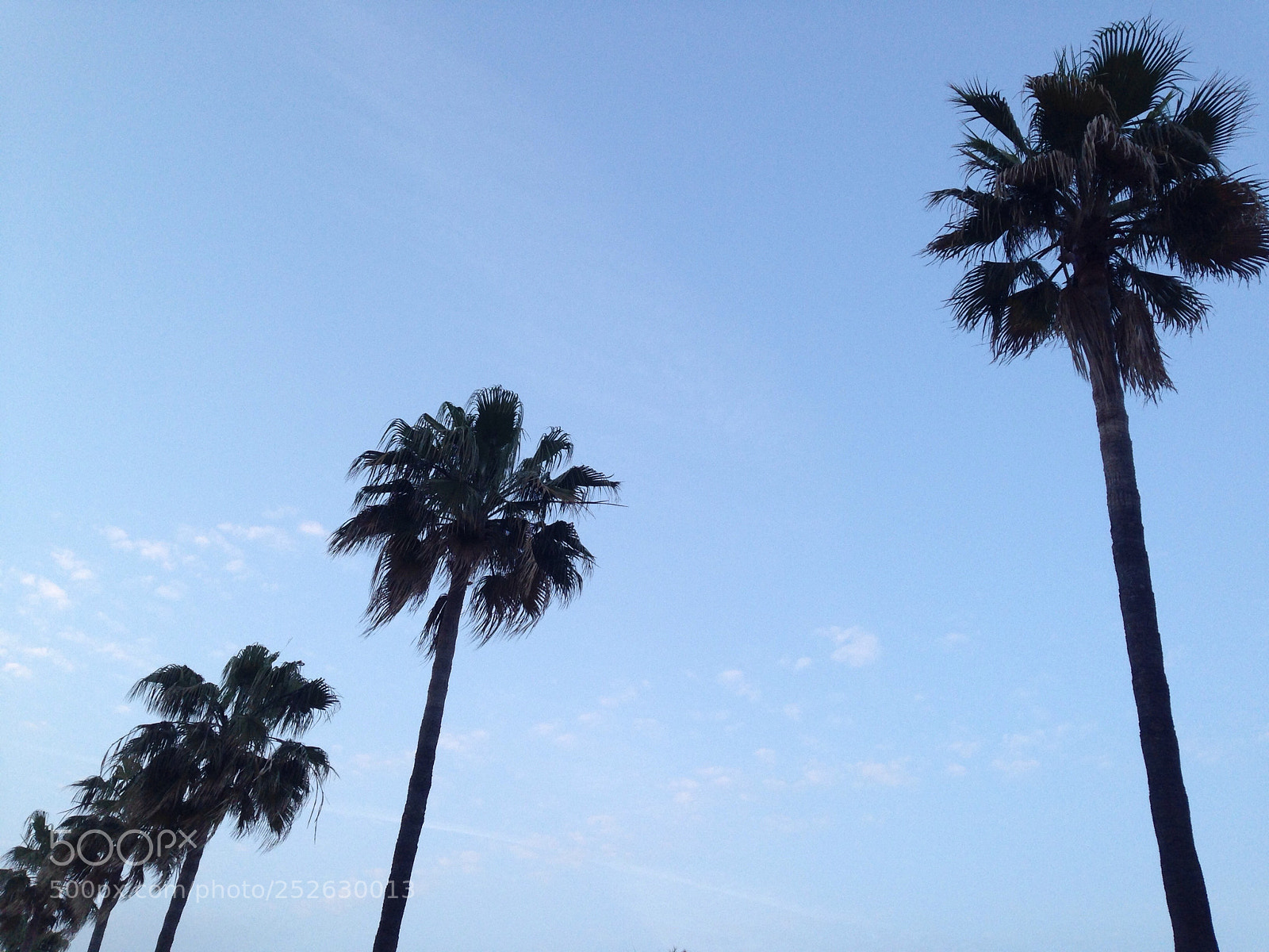 Apple iPhone 5c sample photo. Dusky palms photography