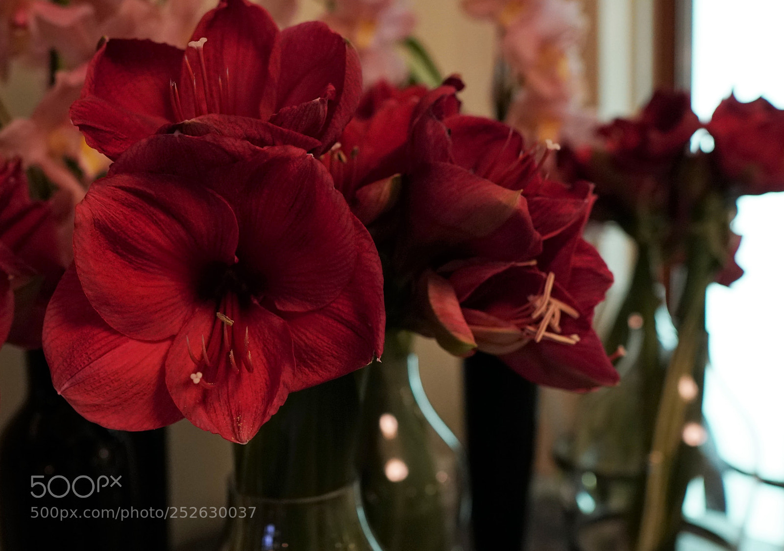 Sony a6500 sample photo. Flowers in the ritz photography