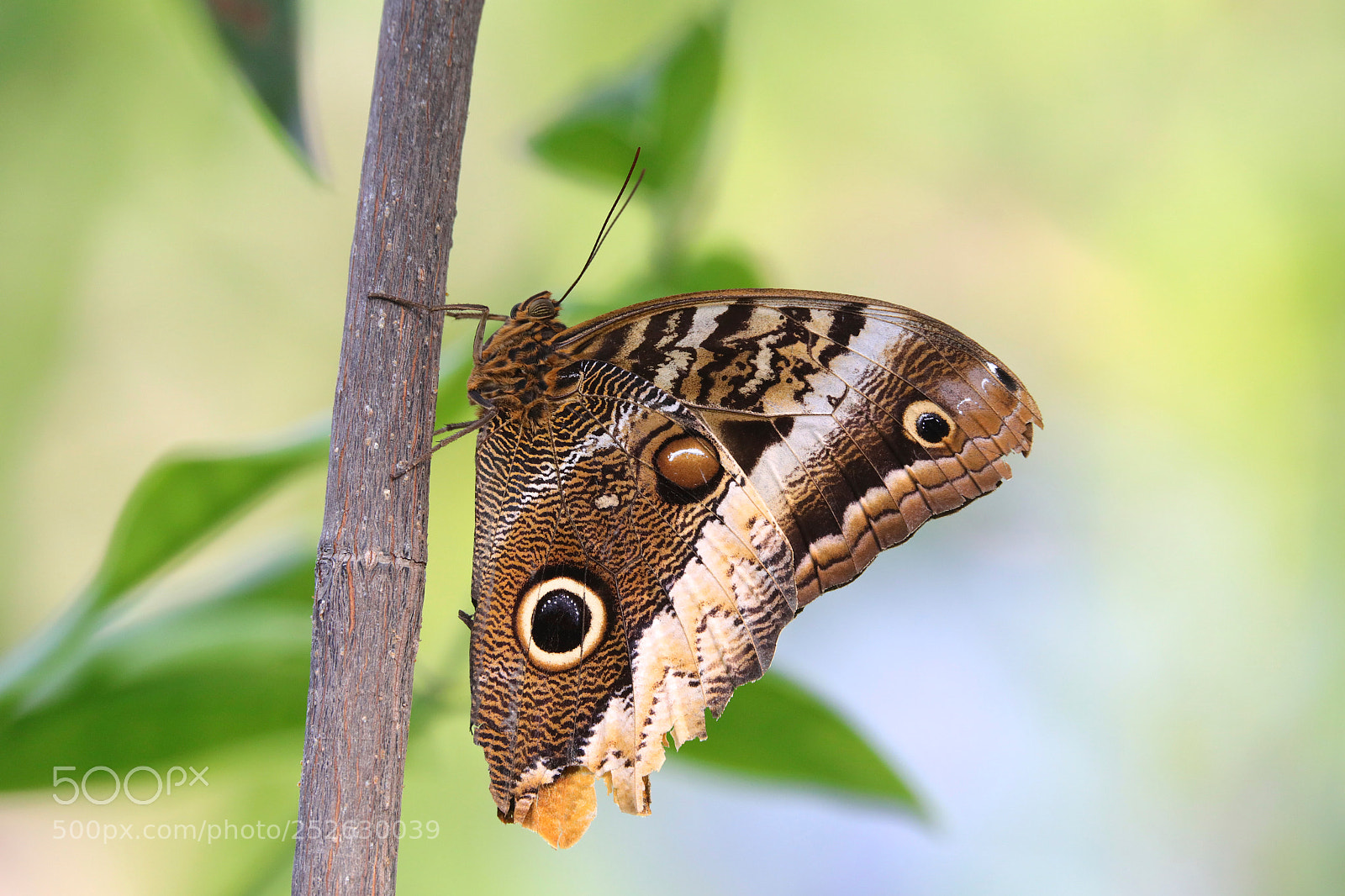 Canon EOS 5D Mark IV sample photo. *** photography