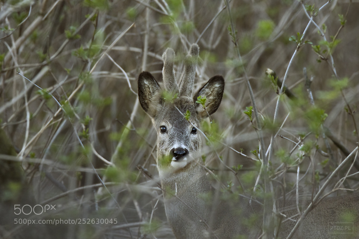 Nikon D7500 sample photo. 070 the european roe deer photography