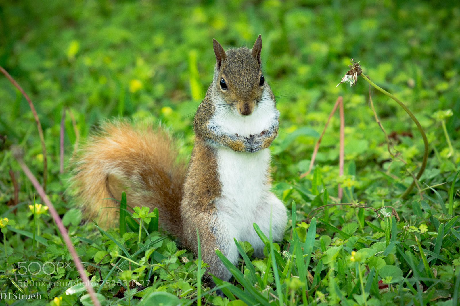 Nikon D7200 sample photo. Squirrel in grass photography