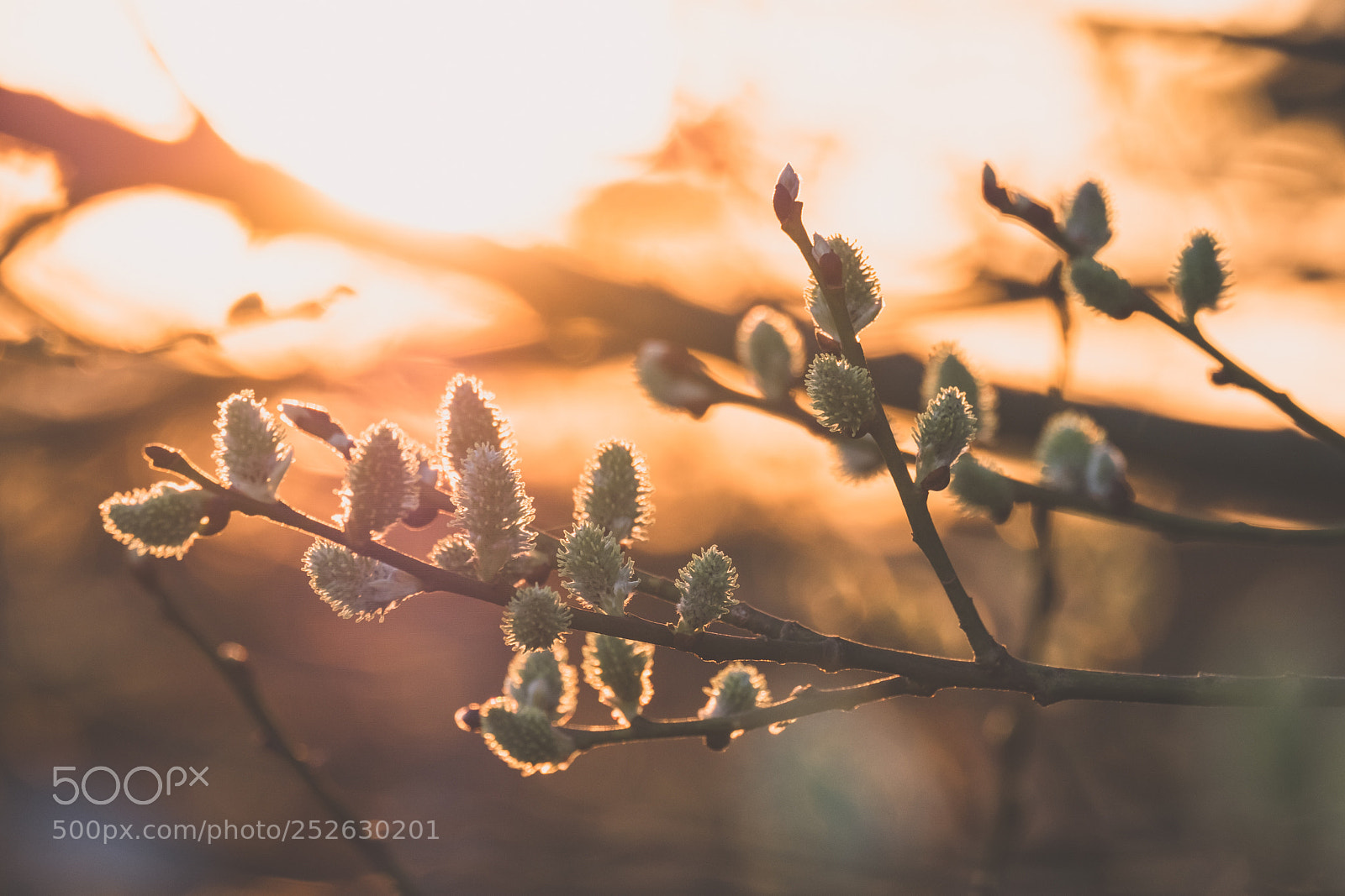 Fujifilm X-T20 sample photo. Willow catkins in sunset photography