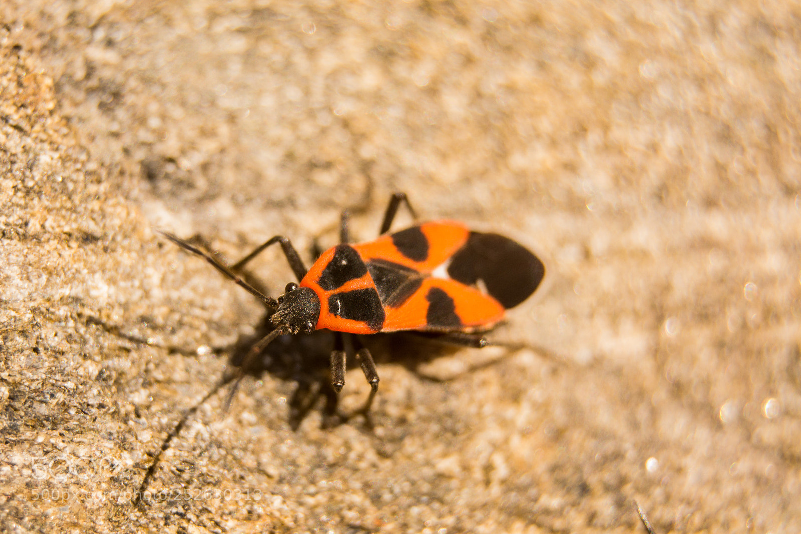 Nikon D5200 sample photo. Tropidothorax leucopterus photography