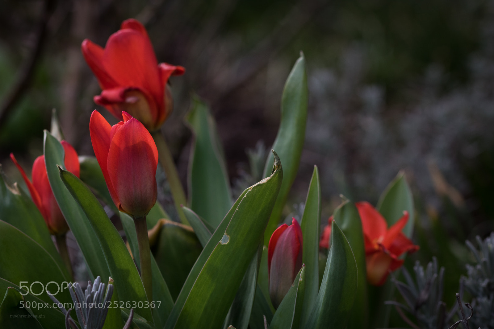 Canon EOS 750D (EOS Rebel T6i / EOS Kiss X8i) sample photo. Spring photography