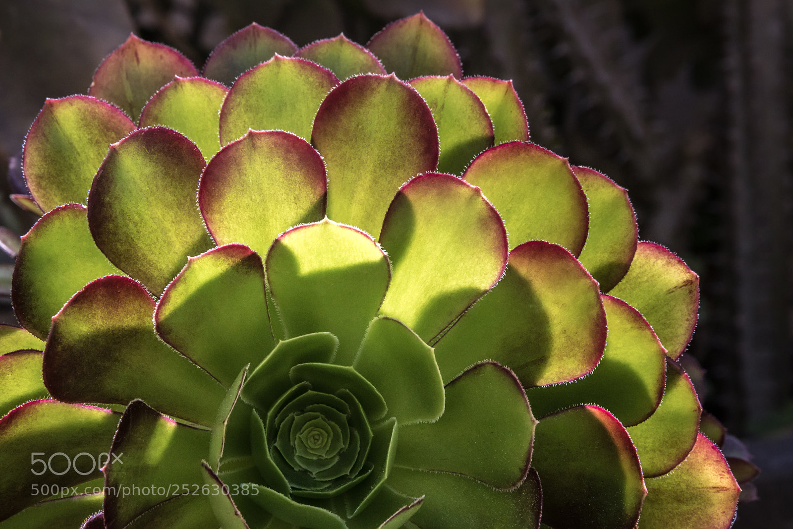 Canon EOS 80D sample photo. Backlight on succulent photography