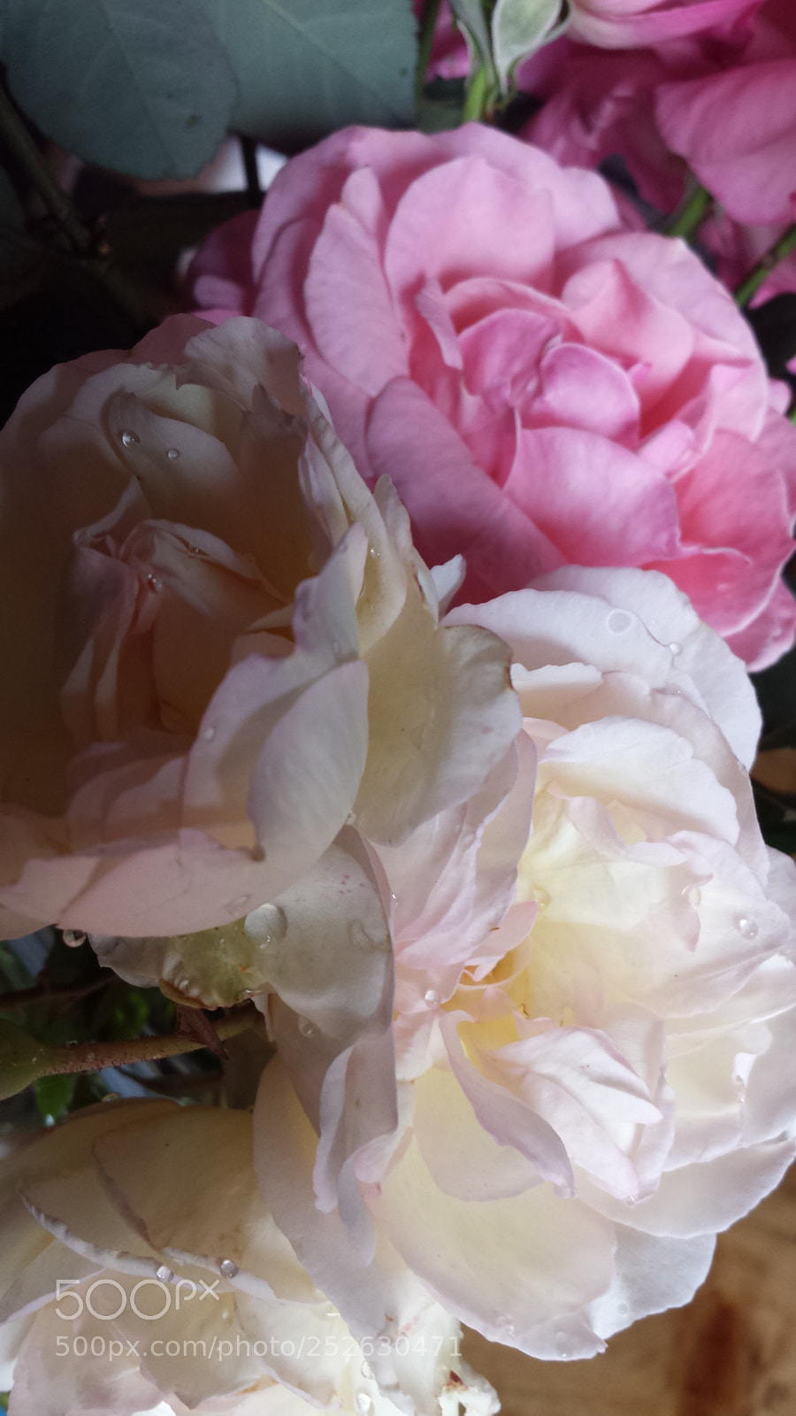 Samsung Galaxy S4 sample photo. Untitled photography