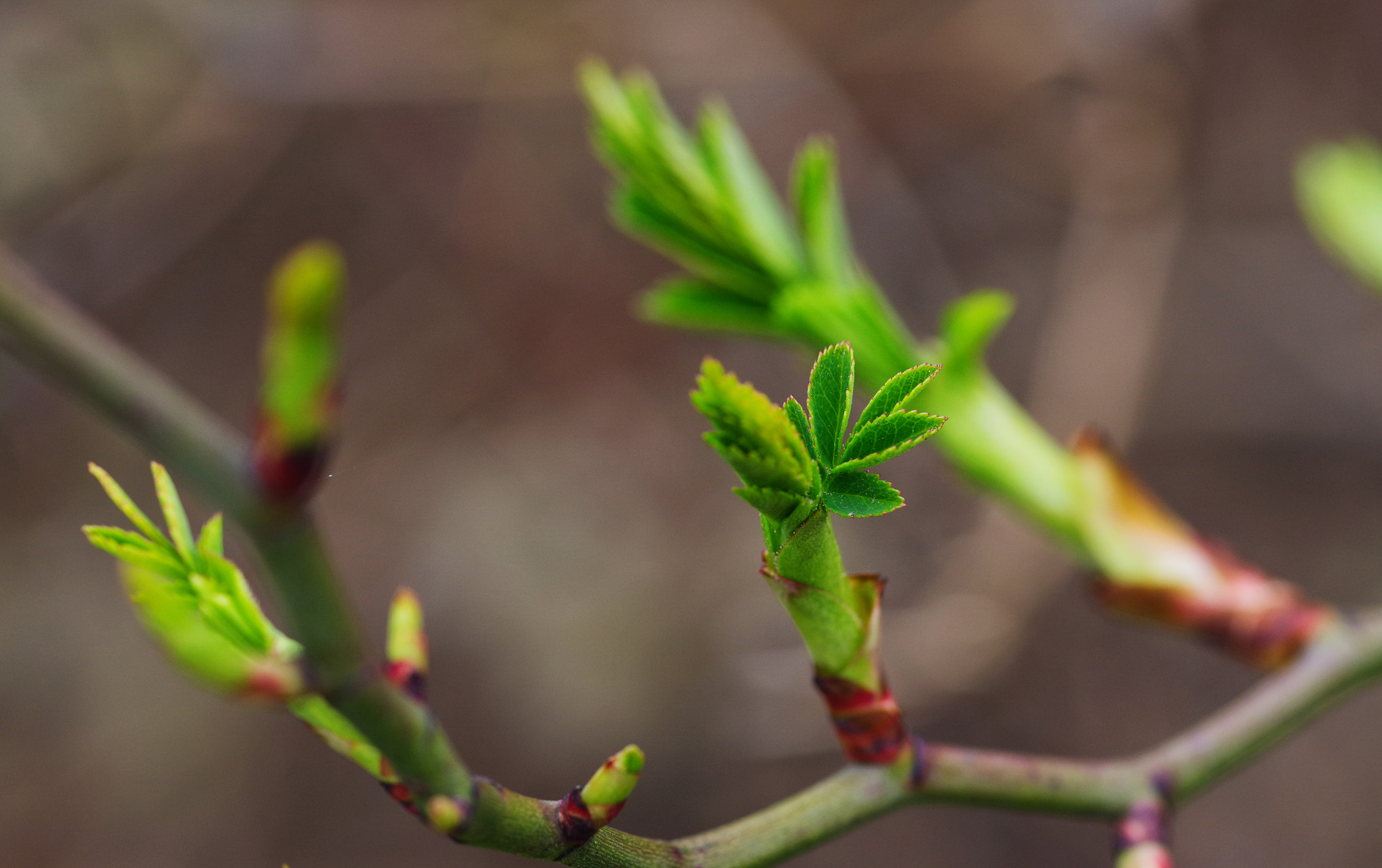 Pentax K-70 + Pentax smc D-FA 100mm F2.8 Macro WR sample photo. Spring is here! photography