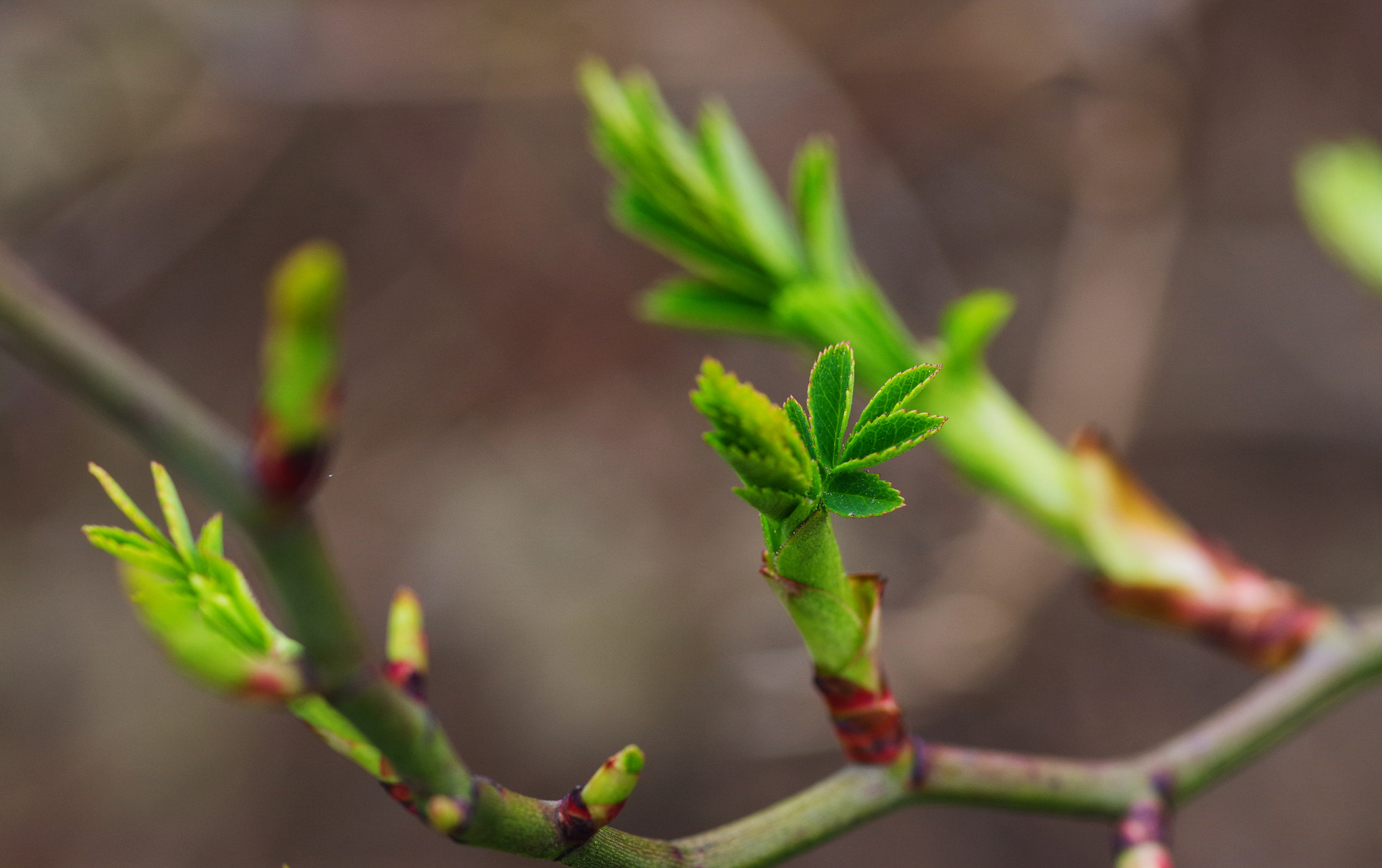 Pentax smc D-FA 100mm F2.8 Macro WR sample photo. Spring is here! photography