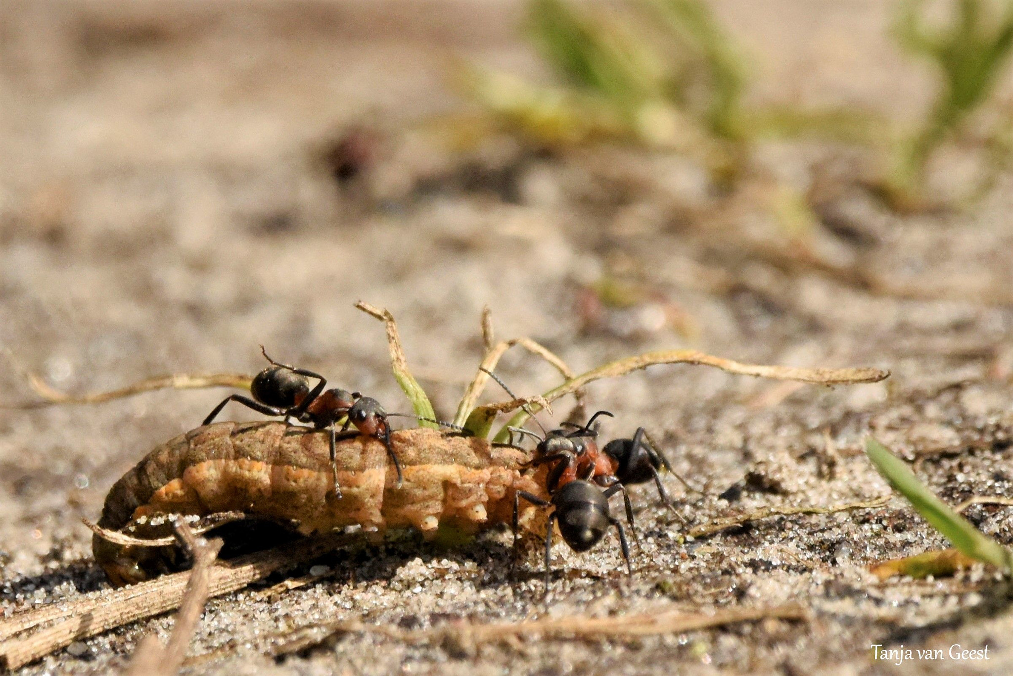 Nikon D5500 + Sigma 150-600mm F5-6.3 DG OS HSM | C sample photo. Ants versus caterpillar photography