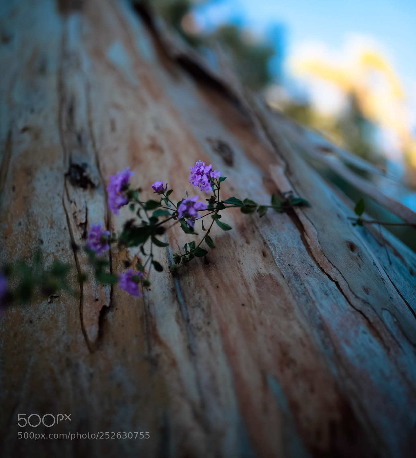 Canon EOS 5D Mark II sample photo. Love me tender love photography