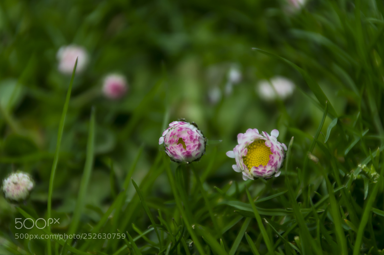 Nikon D3300 sample photo. Flùraichean photography