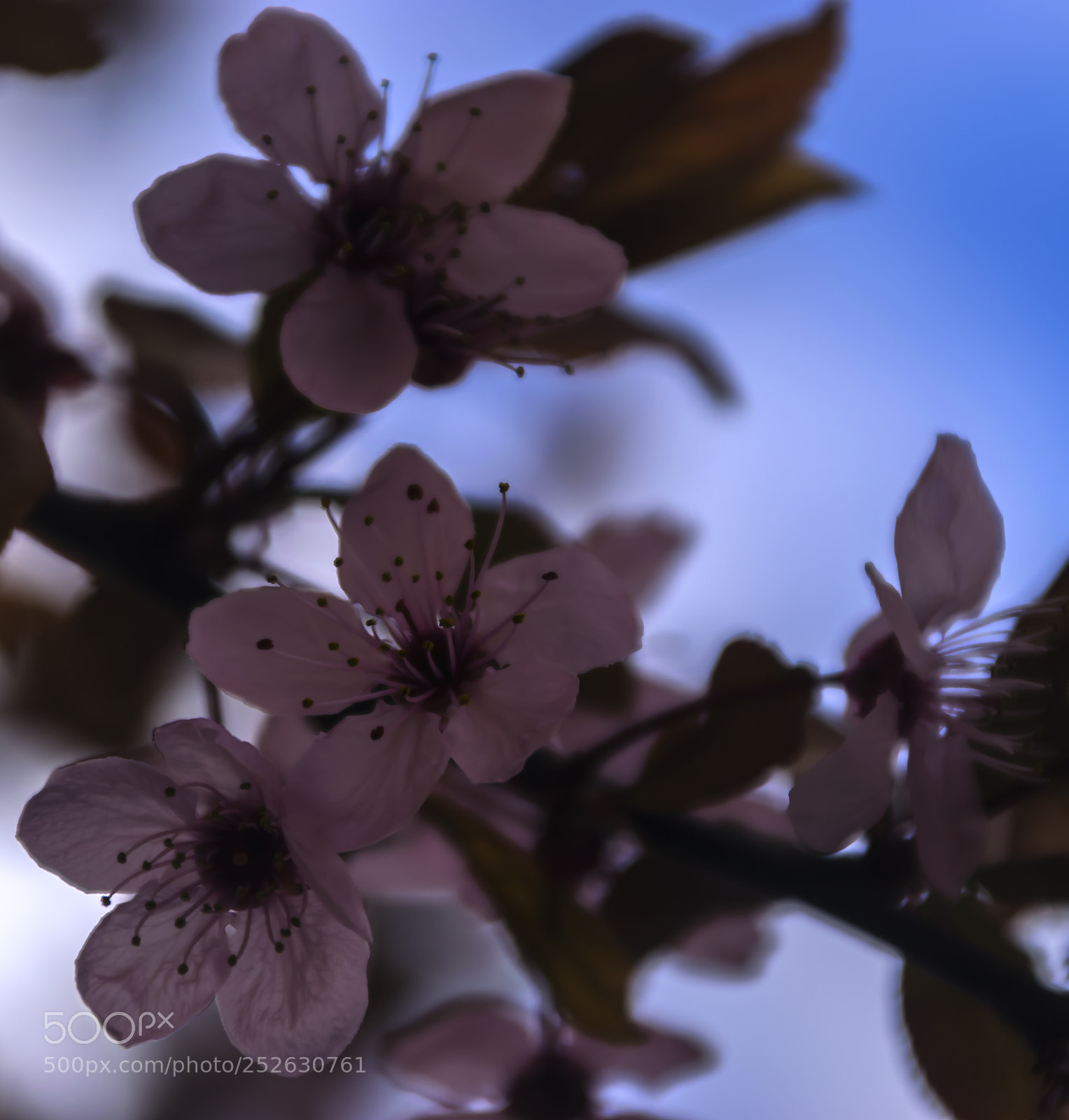 Nikon D3300 sample photo. Crann silíní photography