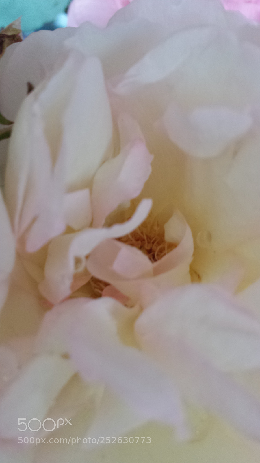 Samsung Galaxy S4 sample photo. Untitled photography