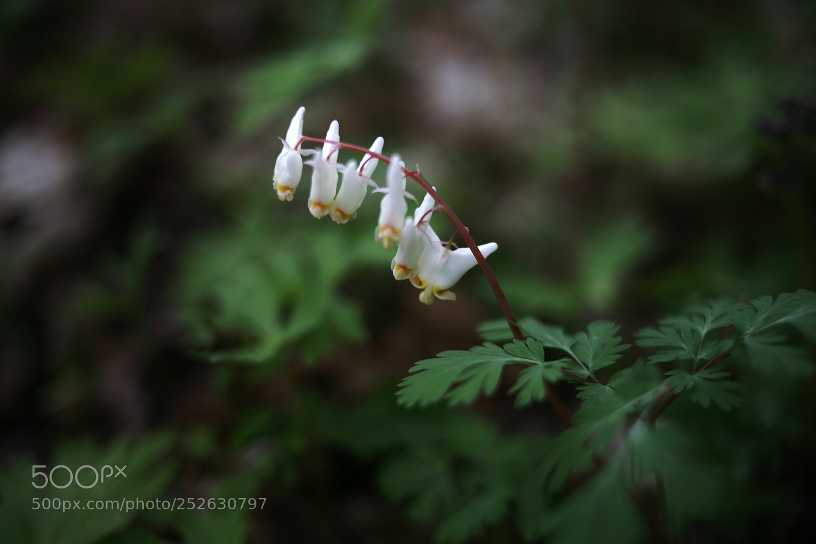 Canon EOS 5D sample photo. Dutchman's breeches photography