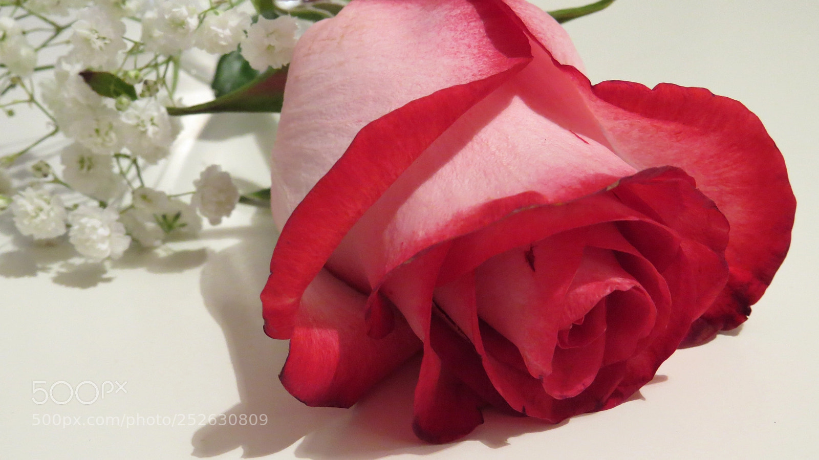 Canon PowerShot SX50 HS sample photo. Sweet rose photography