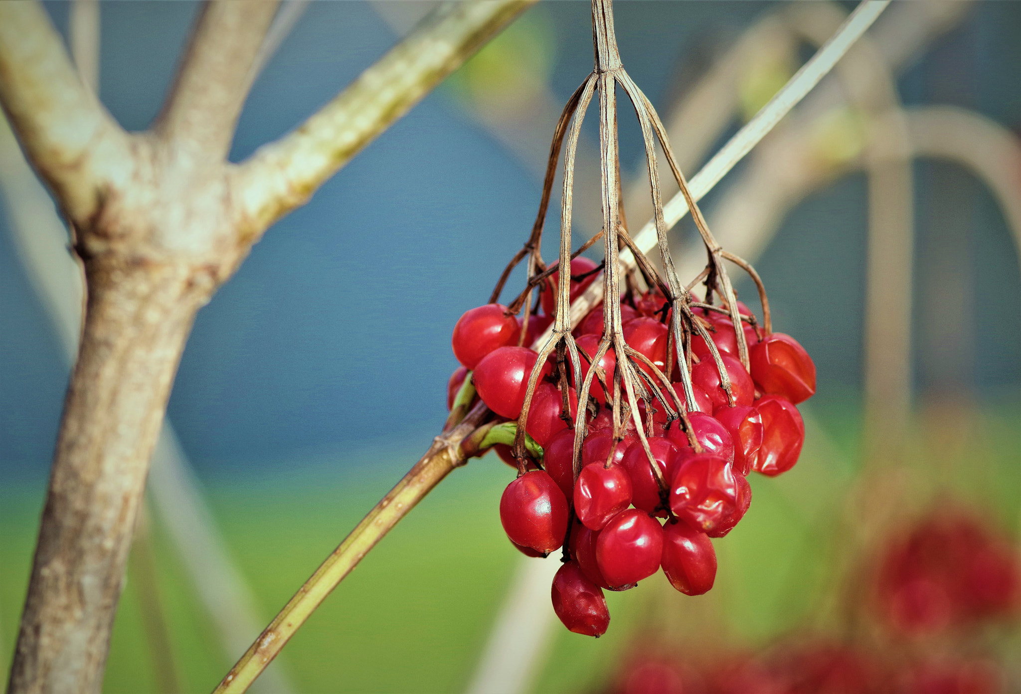 Pentax K-70 sample photo. Red photography