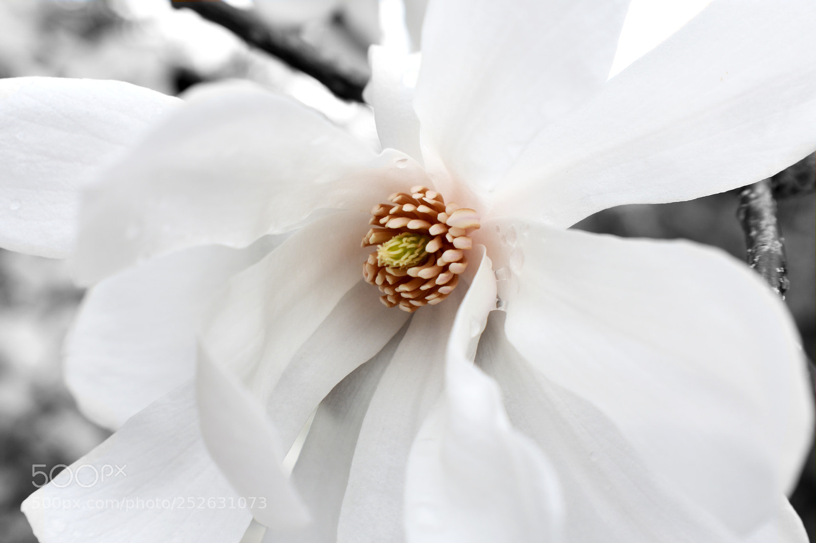Nikon D3400 sample photo. Big white flower photography