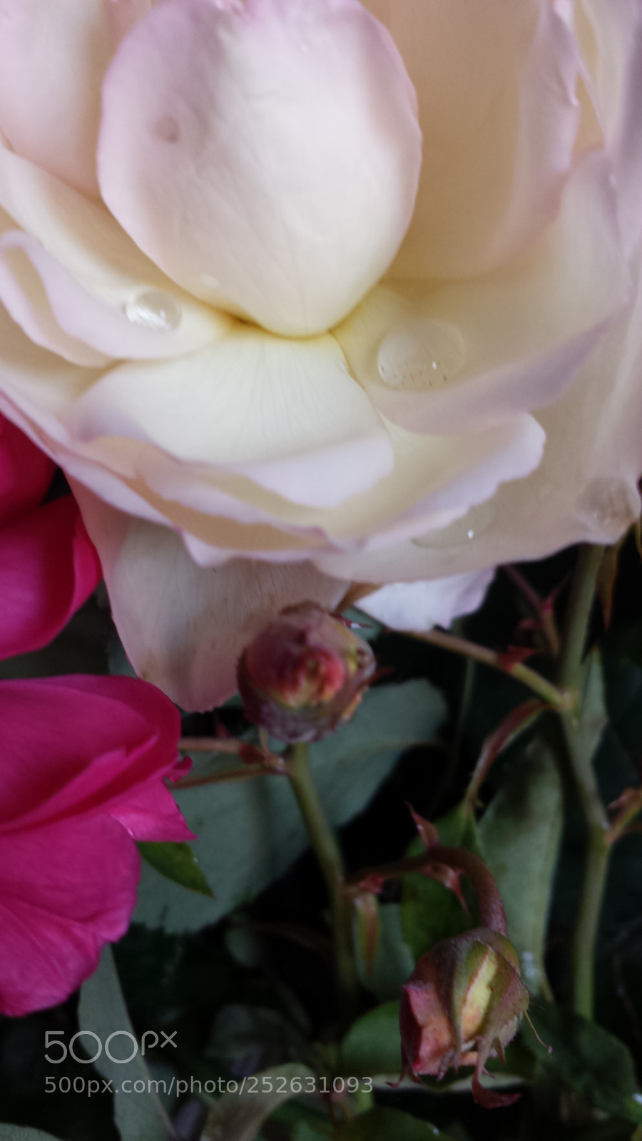 Samsung Galaxy S4 sample photo. Untitled photography