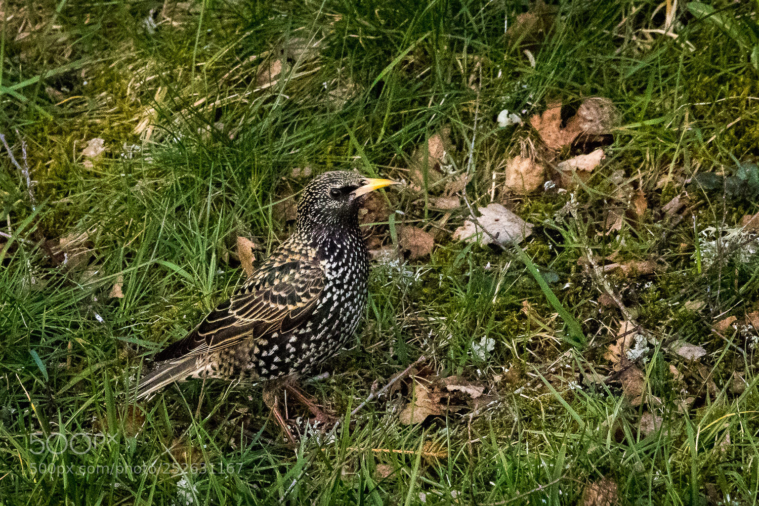 Canon EOS 80D sample photo. Starling photography
