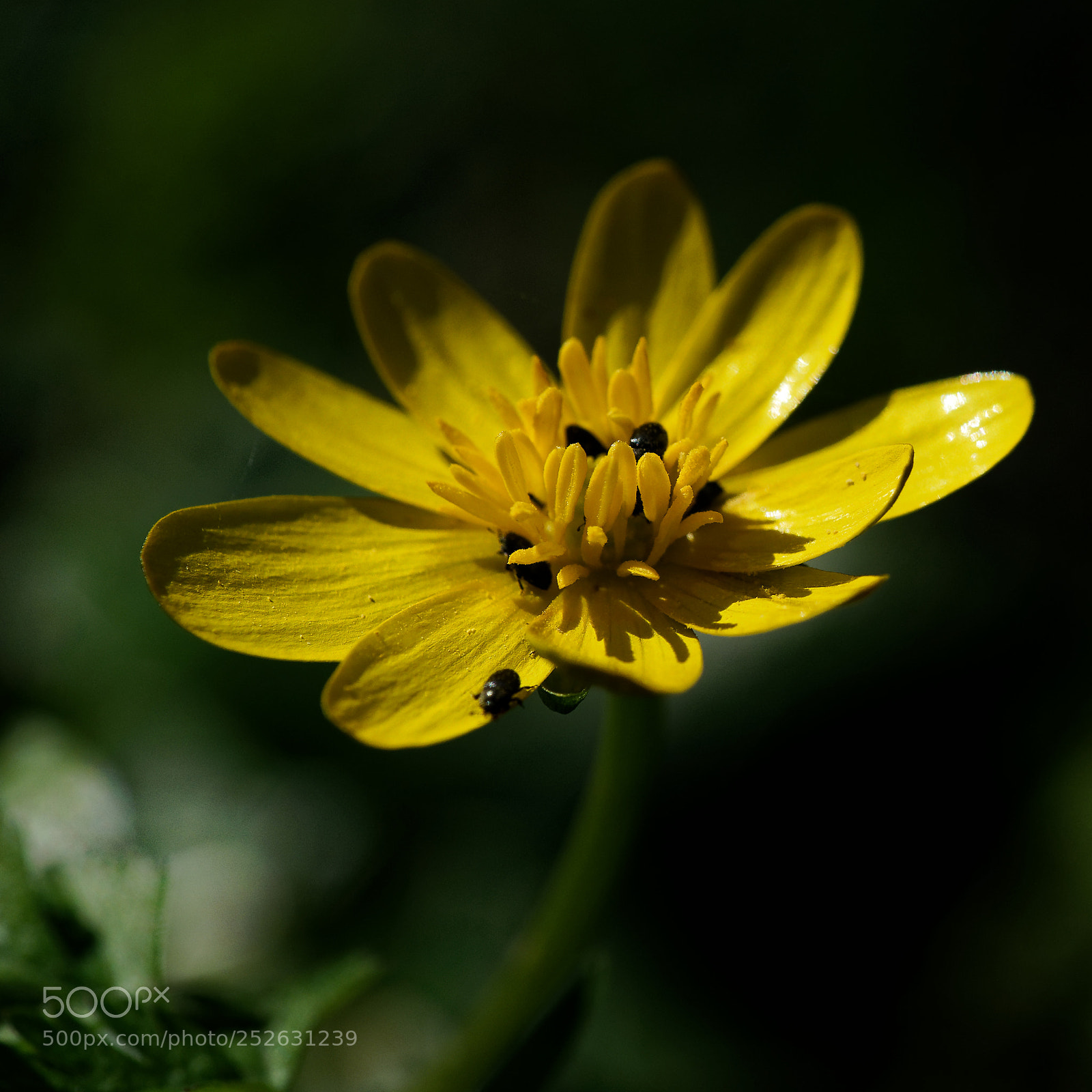 Sony a7 sample photo. Ficaire photography