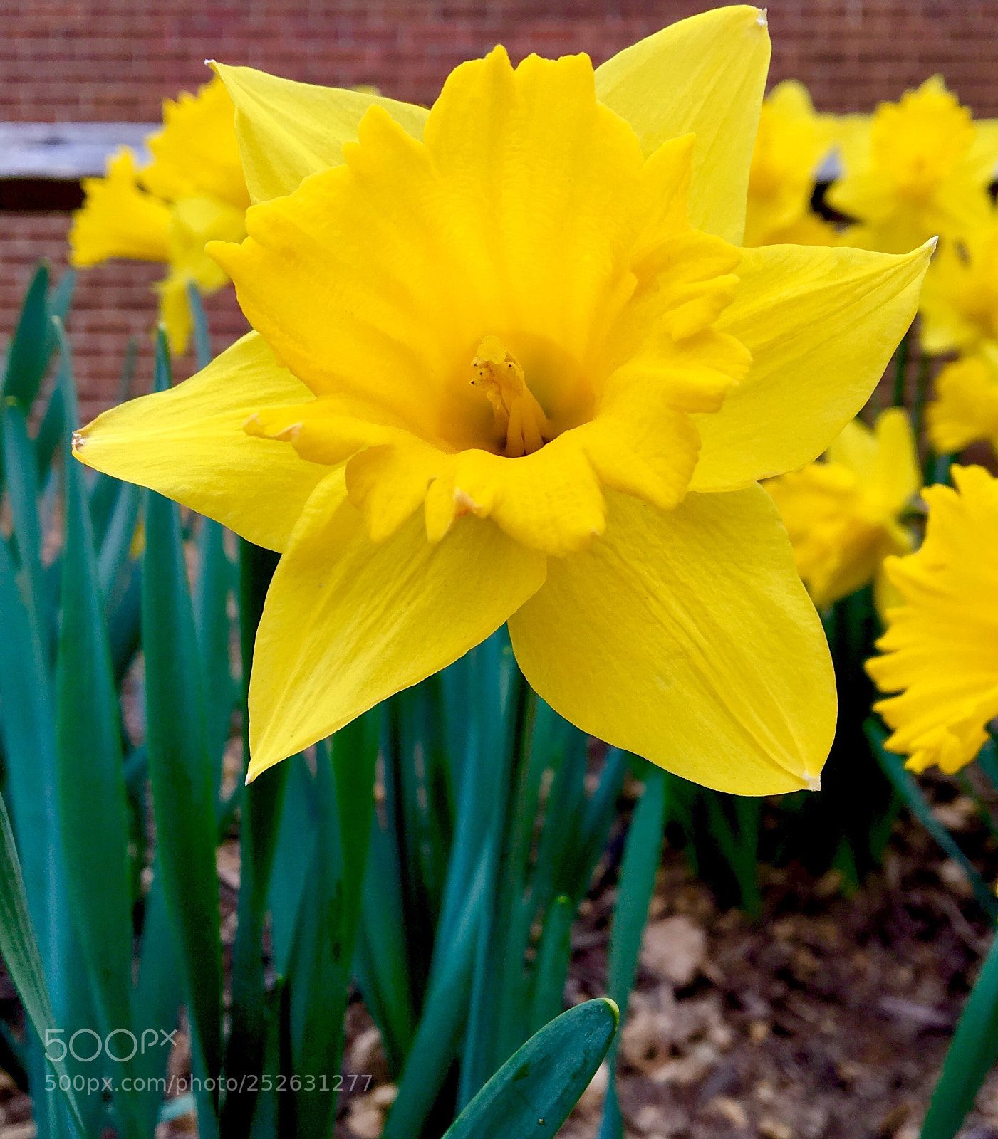 Apple iPhone 6s sample photo. Daffodil photography