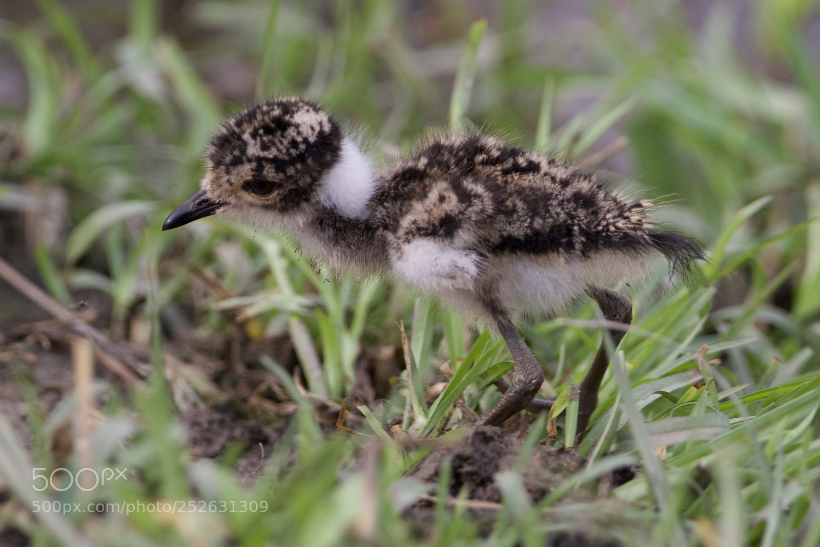 Canon EOS 7D Mark II sample photo. Hatchling photography