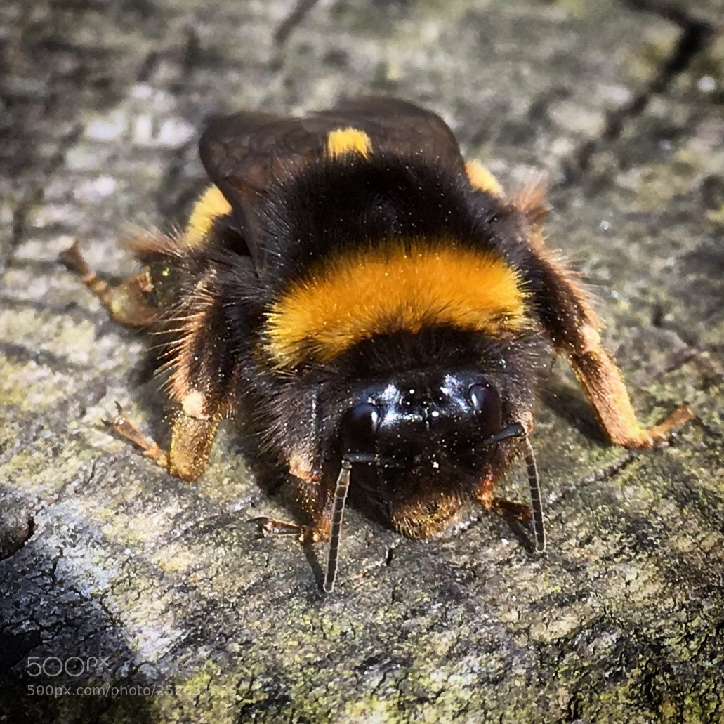 Apple iPhone 6s sample photo. Bee photography