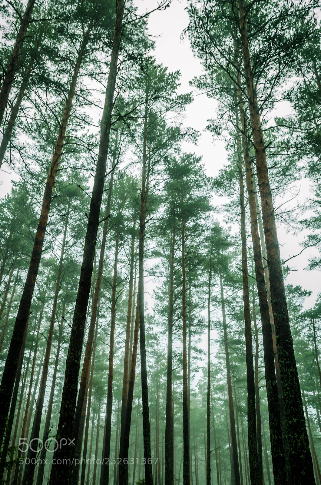 Nikon D5100 sample photo. Up high photography