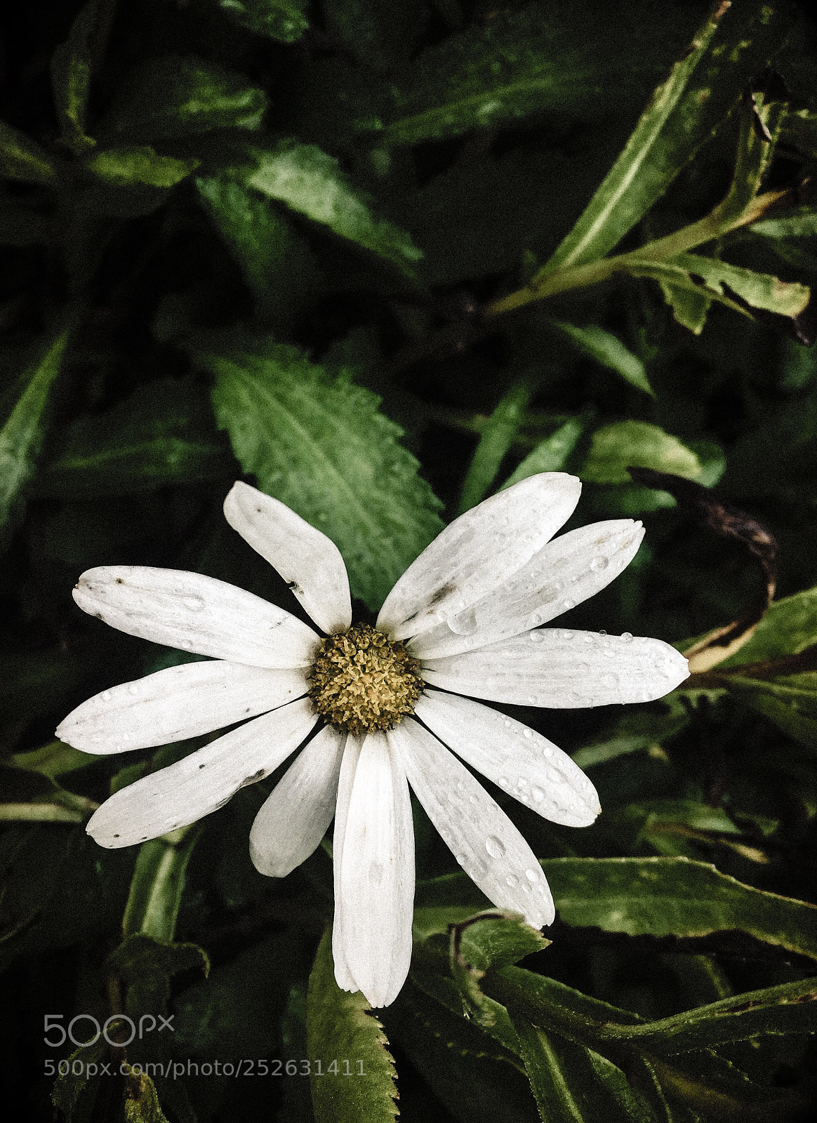 Apple iPhone SE sample photo. Flower photography