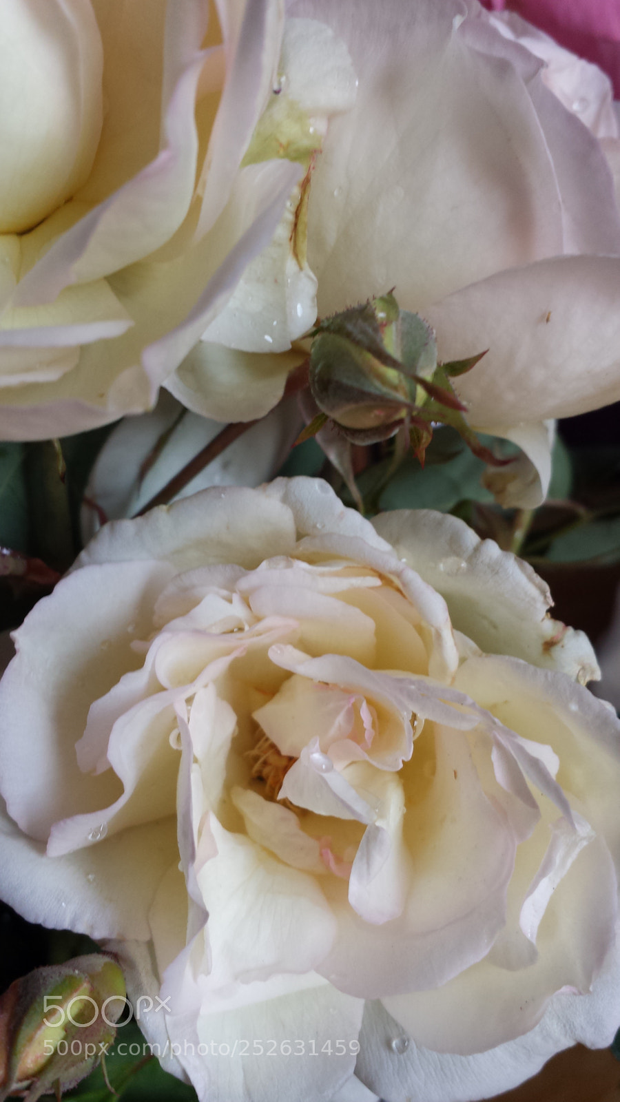 Samsung Galaxy S4 sample photo. Untitled photography