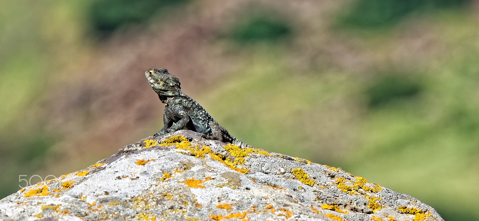 Nikon D7200 sample photo. Lizard close-up photography
