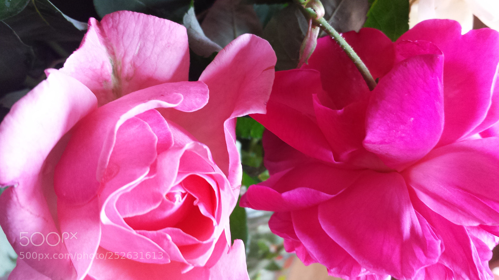 Samsung Galaxy S4 sample photo. Untitled photography