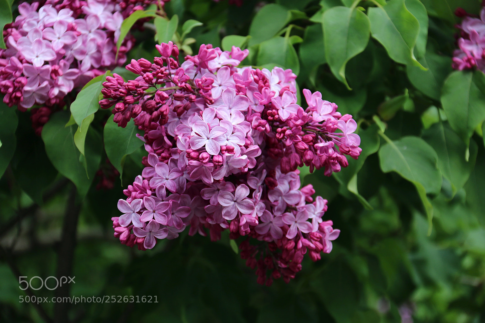 Canon EOS 70D sample photo. Lilac photography