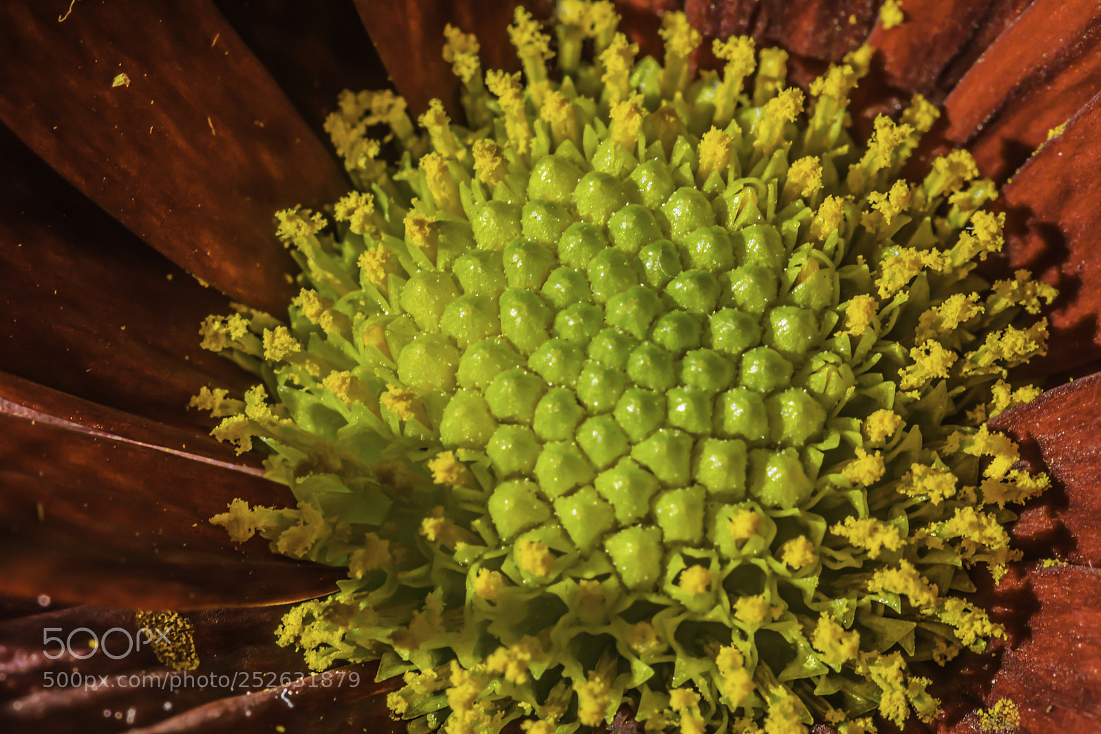 Nikon D7100 sample photo. Flower photography