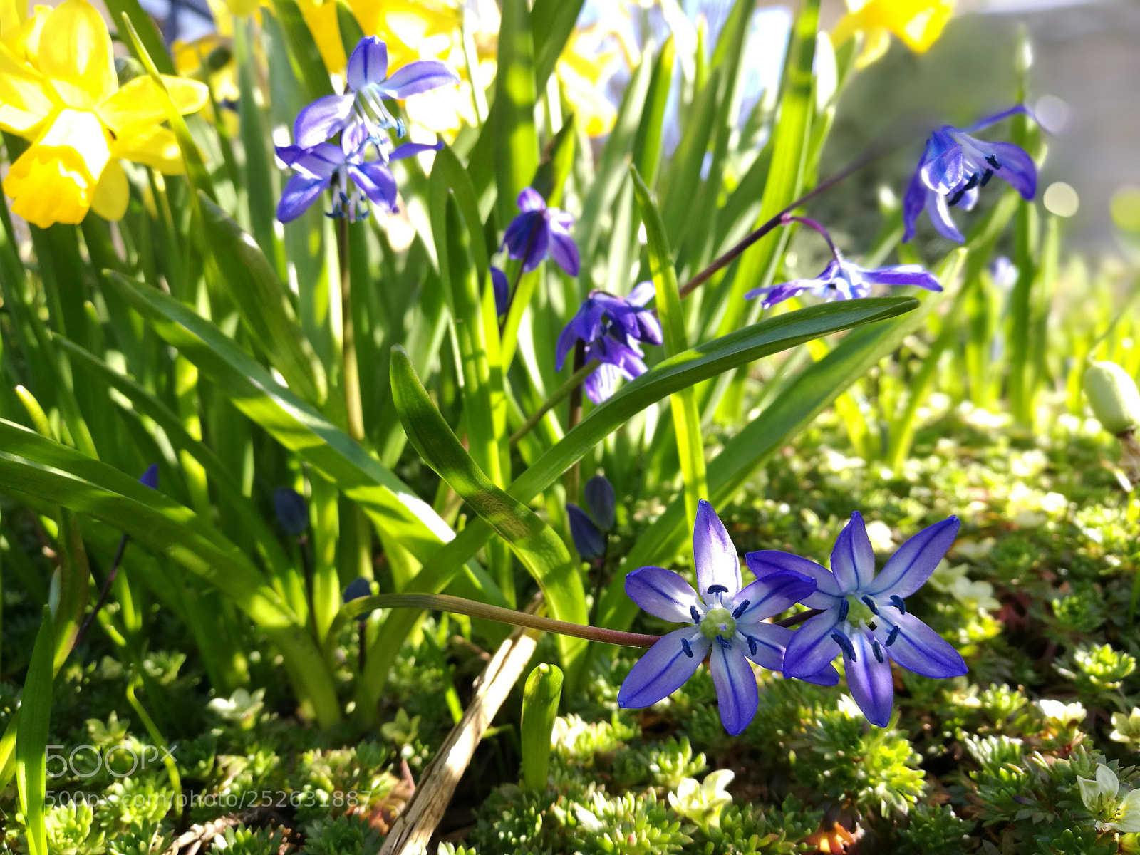 HUAWEI P9 sample photo. Litten garden photography