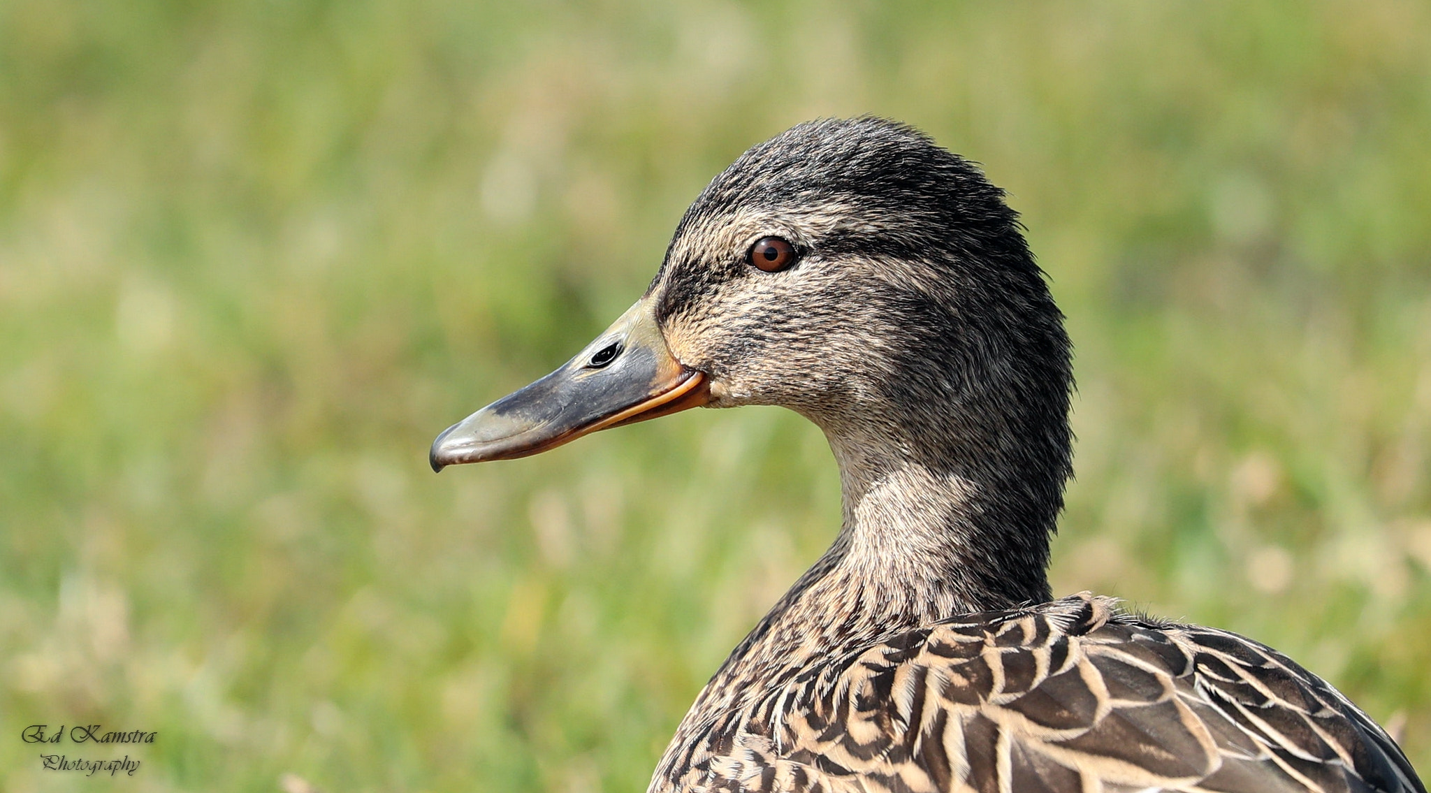 Canon EOS 5D Mark IV sample photo. The duck photography