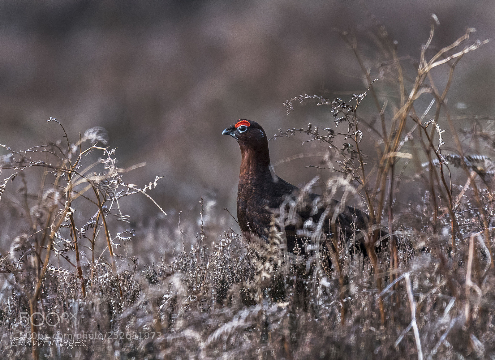 Nikon D500 sample photo. Red grouse photography
