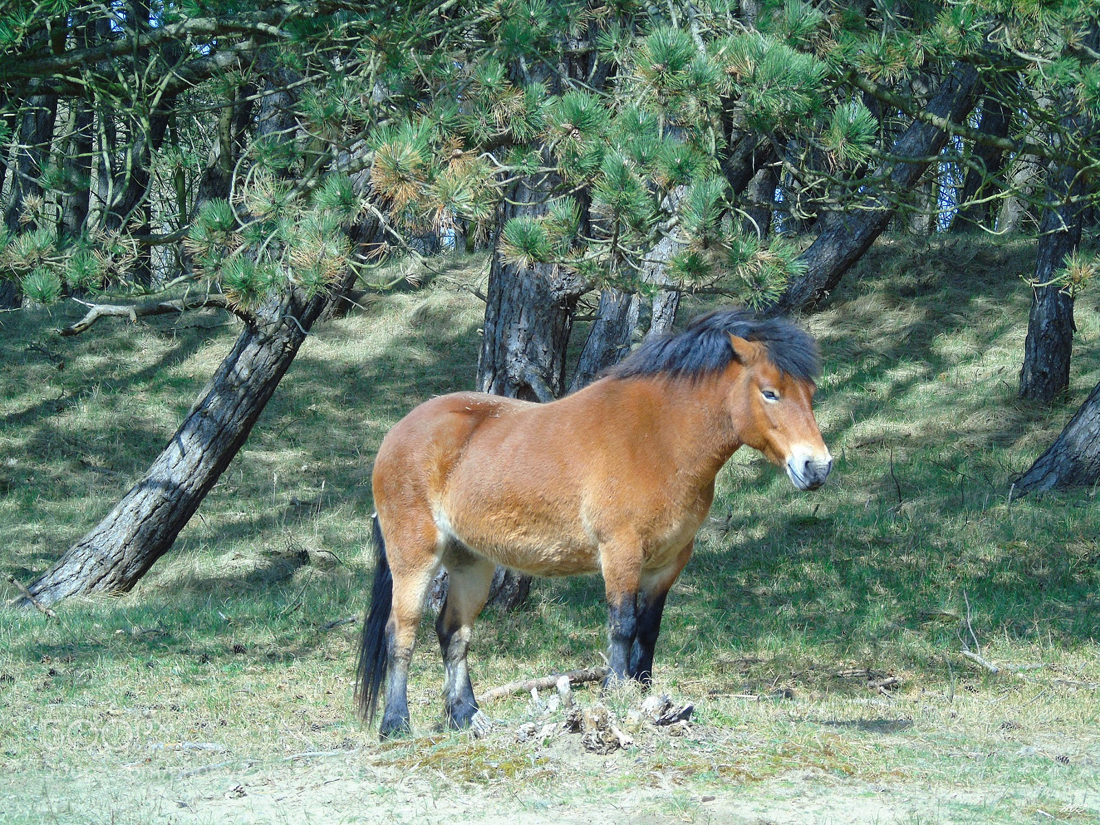 Sony Cyber-shot DSC-H400 sample photo. Wild horse photography