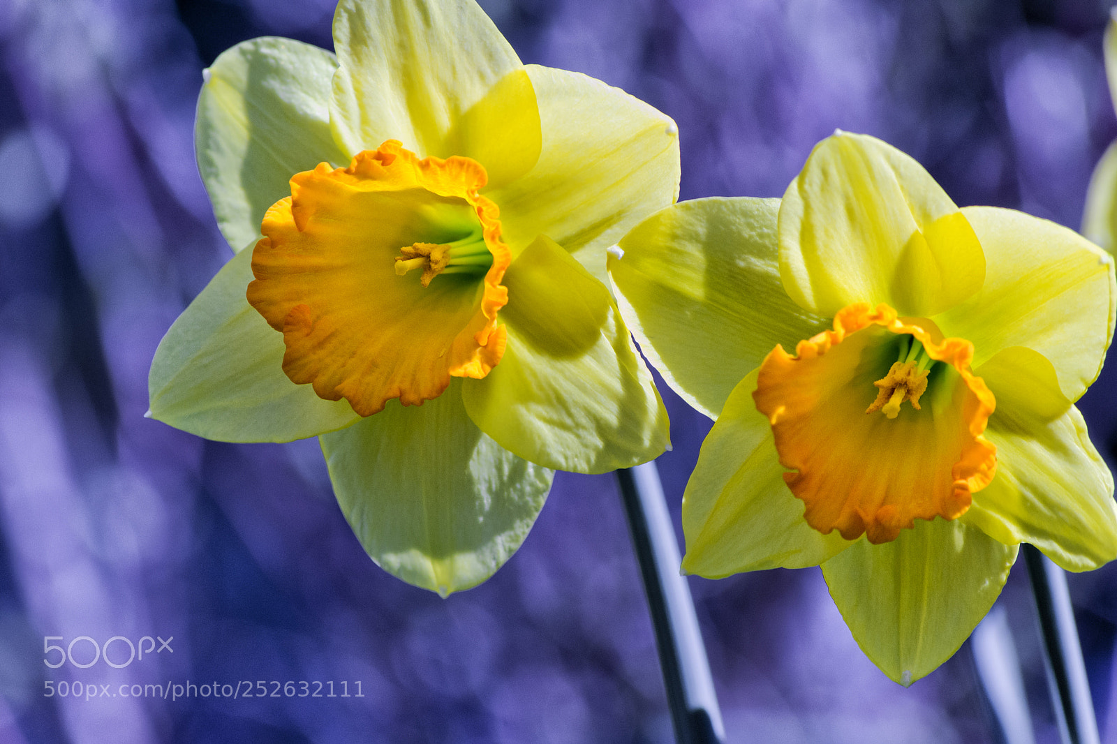Nikon D3100 sample photo. Soft focus of white photography