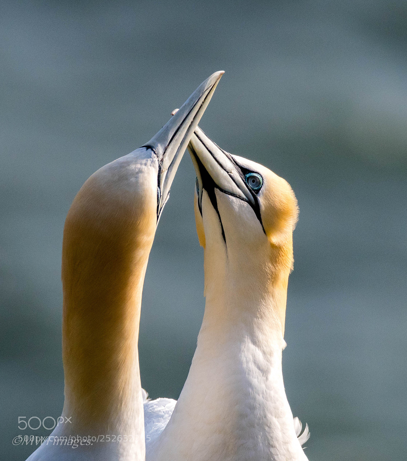 Nikon D500 sample photo. Courting gannets photography
