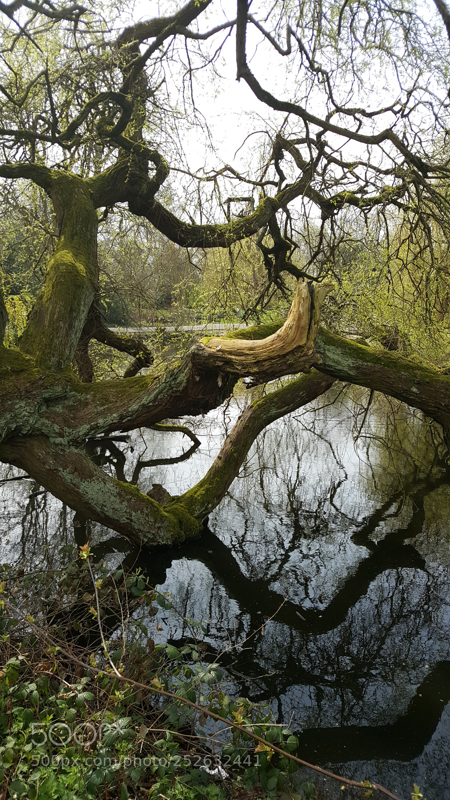 Samsung Galaxy S6 sample photo. Waterlow park spring photography