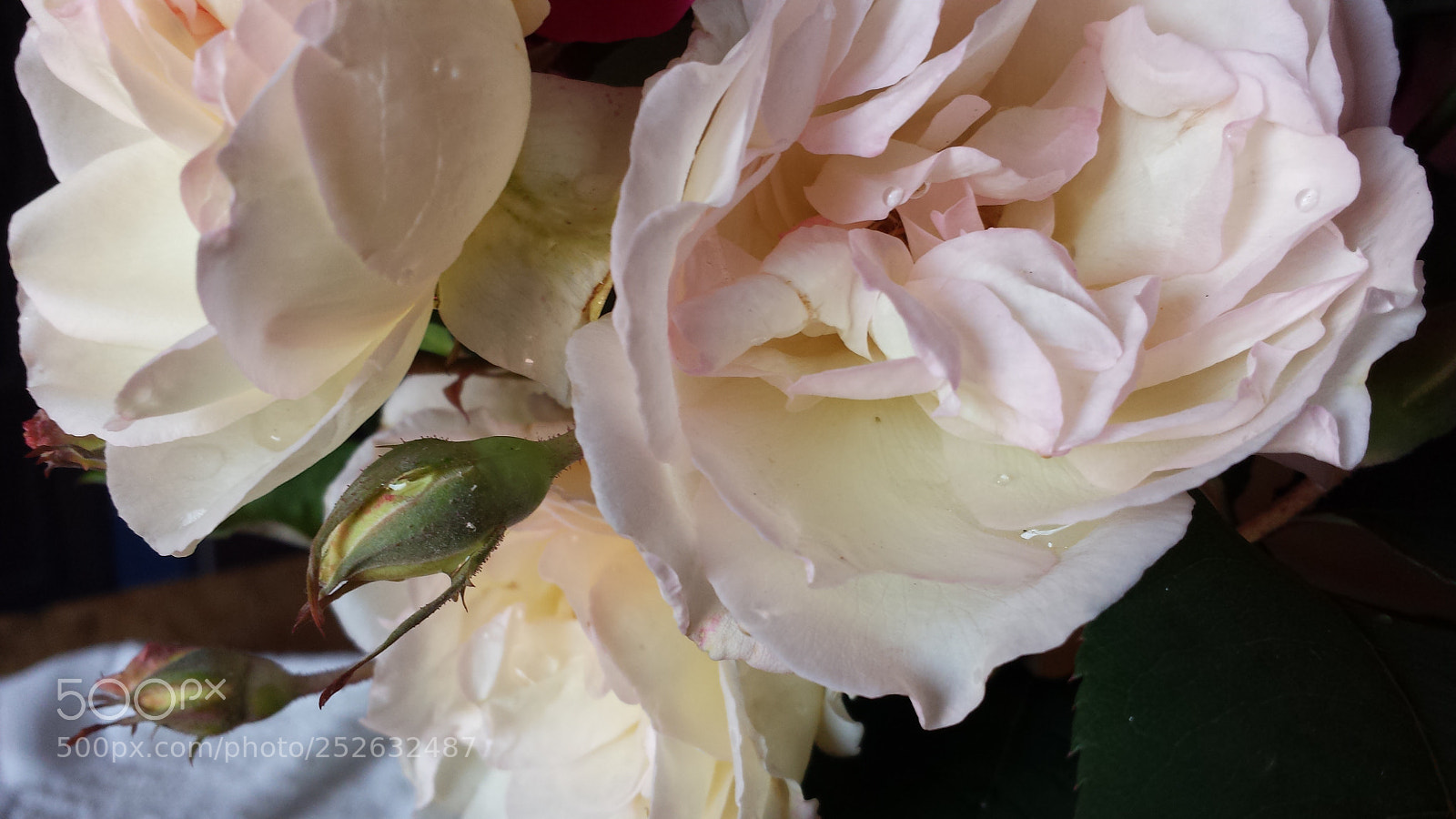 Samsung Galaxy S4 sample photo. Untitled photography