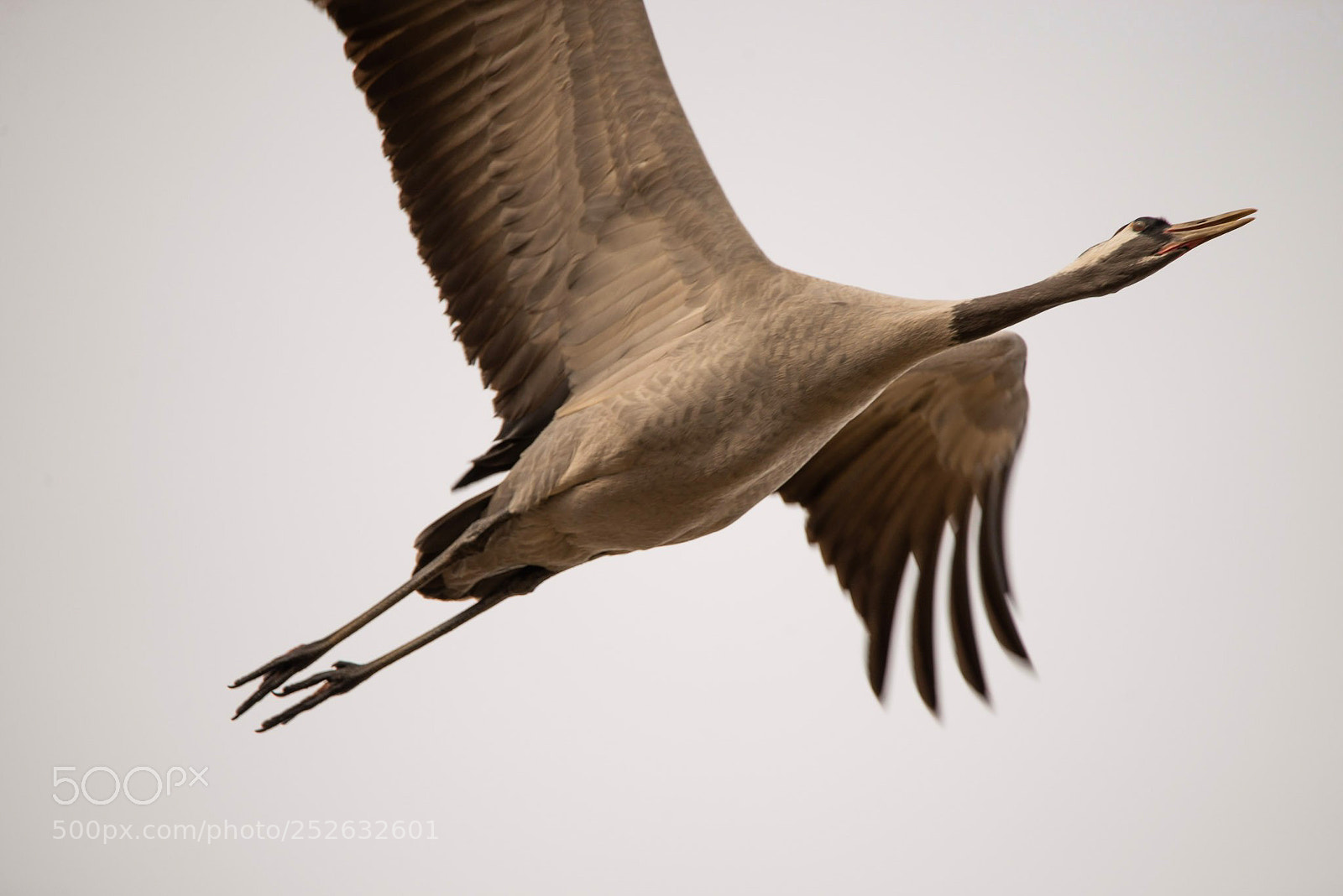 Nikon D600 sample photo. Grus grus close up photography